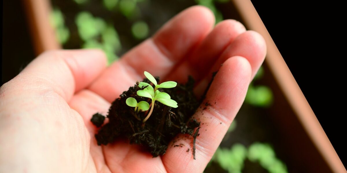 Emater e FGM promovem Curso de Produção de Mudas