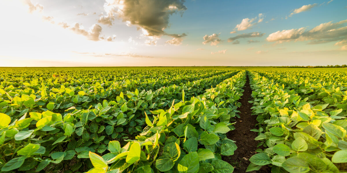 VBP da agropecuária goiana deve crescer 11,4% e atingir R$ 93,6 bilhões em 2021