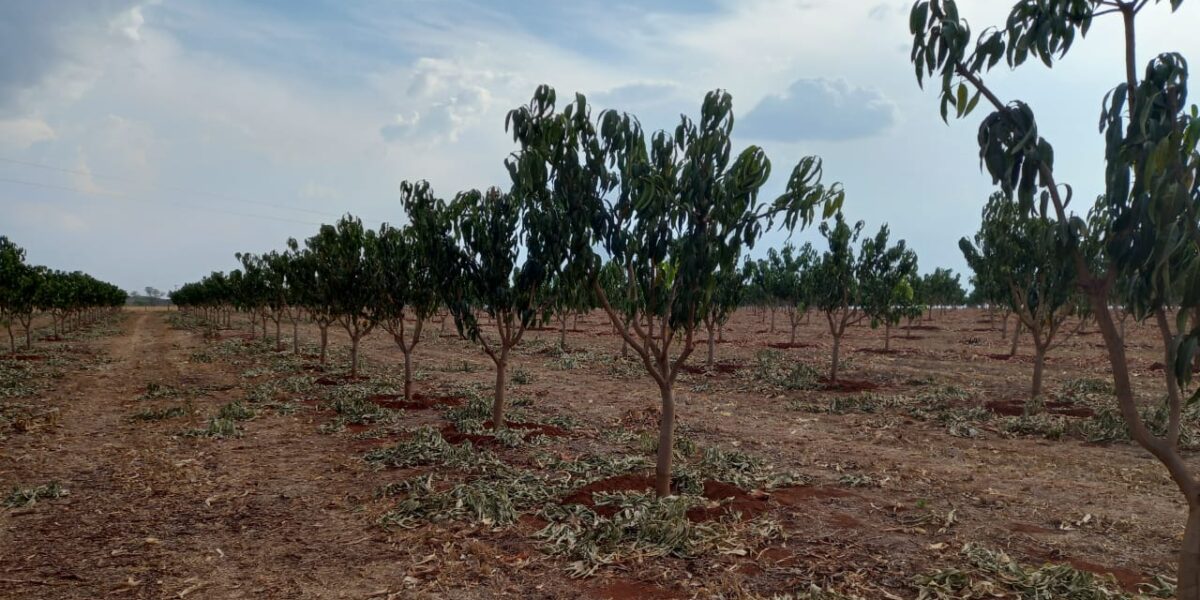 Emater assiste projeto de cultivo de manga pioneiro em Acreúna-GO