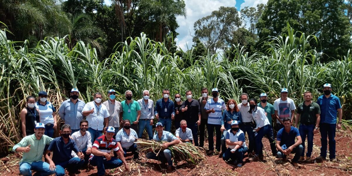 Dia de Campo discute experiências com BRS Capiaçu em Morrinhos