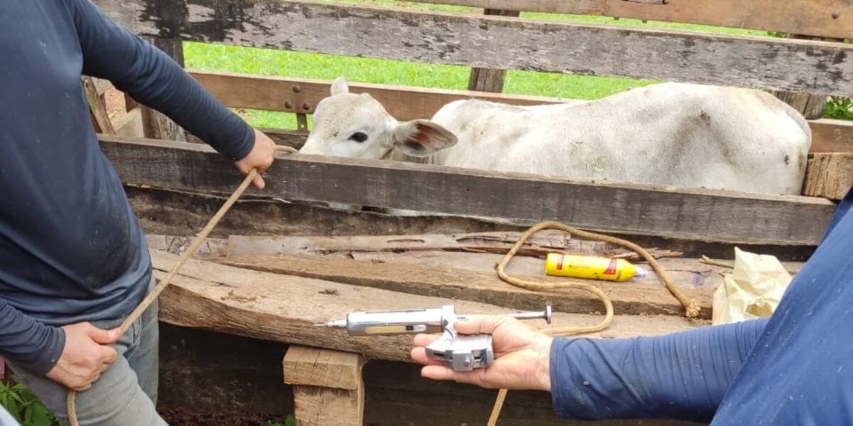 Emater e Prefeitura de São Francisco de Goiás realizam vacinação gratuita de bovinos para pequenos pecuaristas