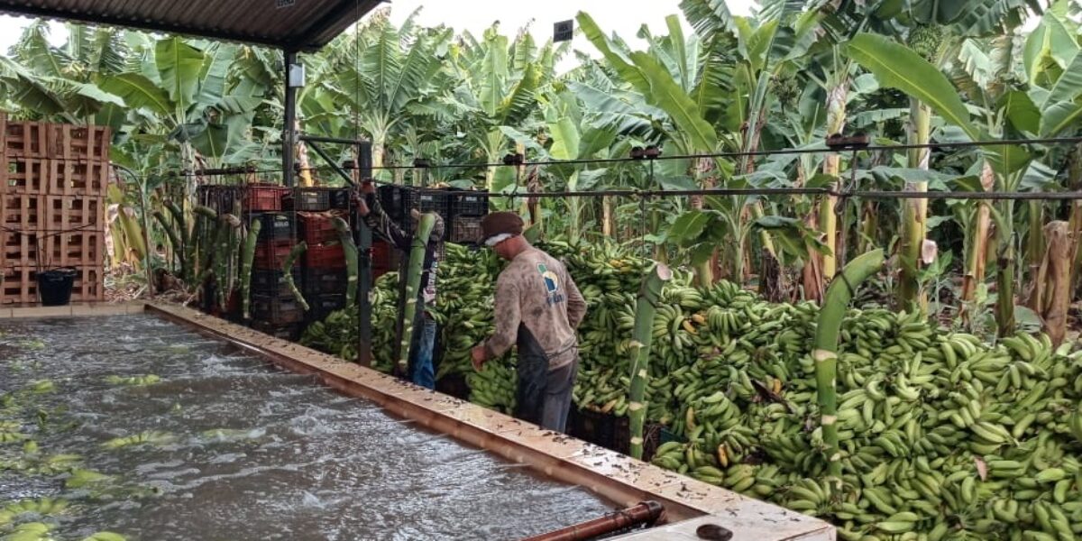 Técnicos da Emater e produtores rurais visitam Jaíba-MG para conhecer banana irrigada produzida na região