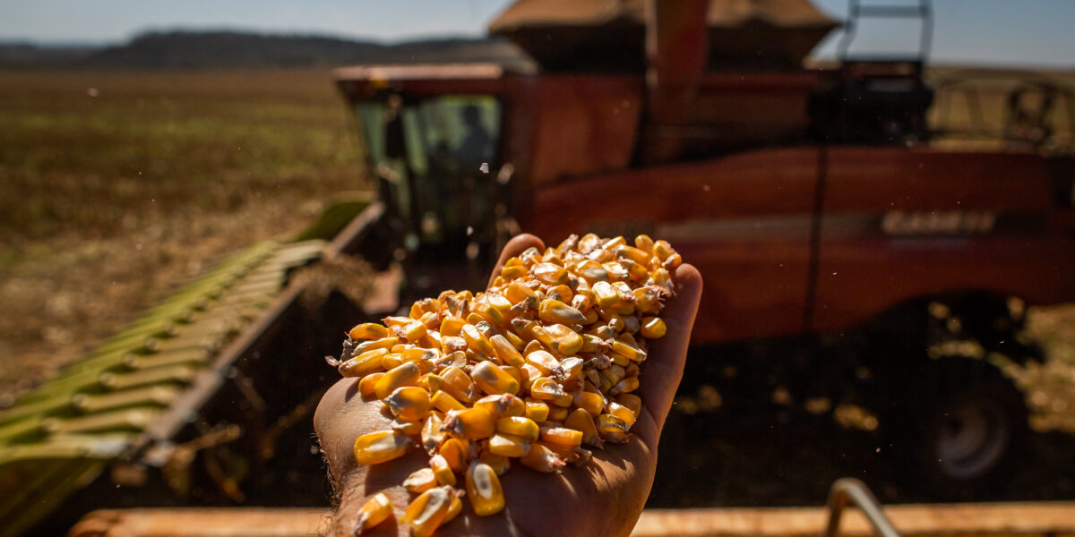 Levantamento aponta salto de 21,3% na produção de grãos do Estado