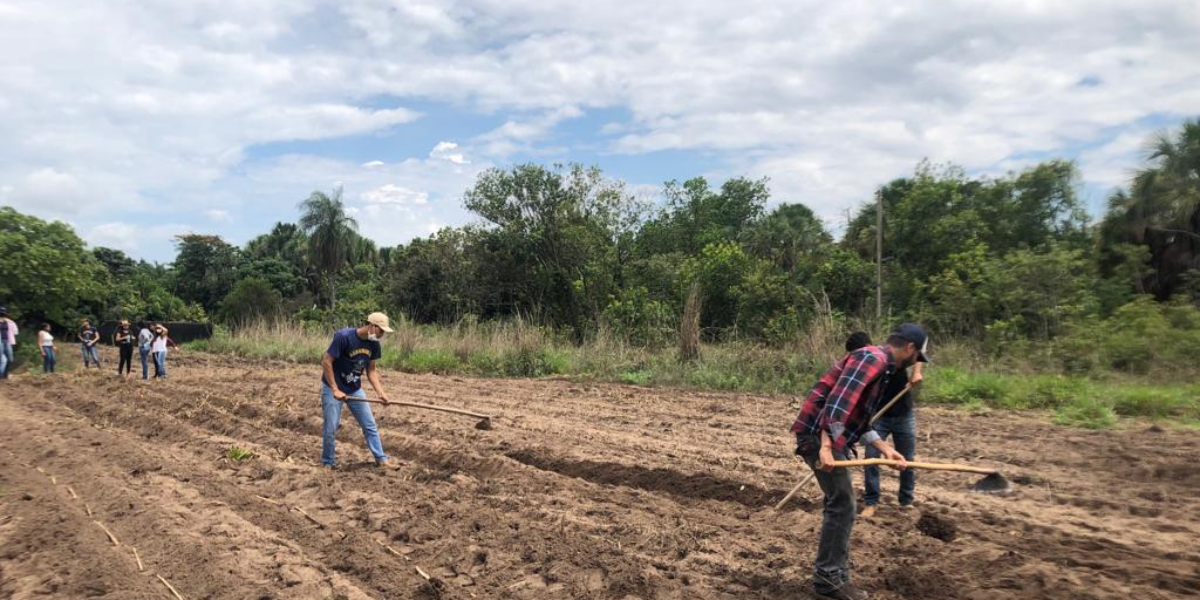 Emater e UEG implantam unidades de multiplicação de BRS Capiaçu em Posse
