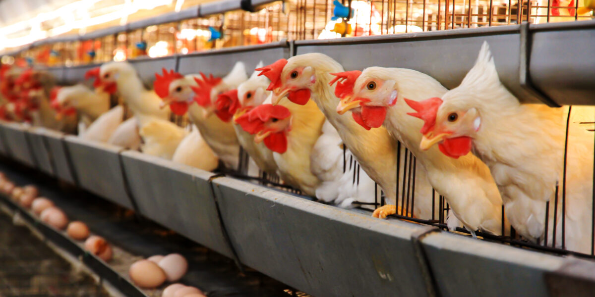 Em novembro, Conselho de Desenvolvimento do Estado aprova R$ 33,7 milhões para financiamentos de projetos rurais no FCO