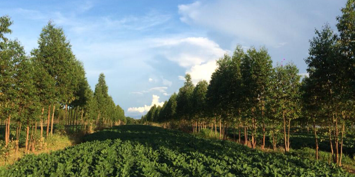 Pecuarista assistido pela Emater investe em sistema ILPF e se torna referência para agricultura familiar