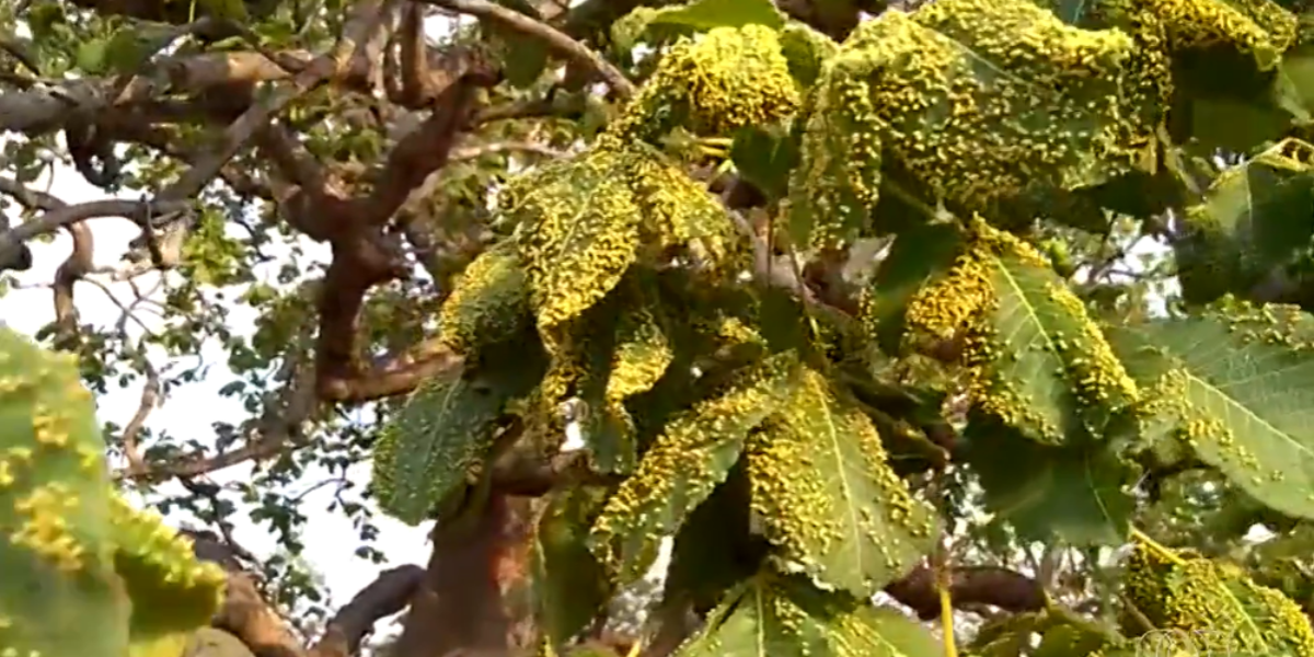 Verrugas nas folhas do pequizeiro, o que pode ser?
