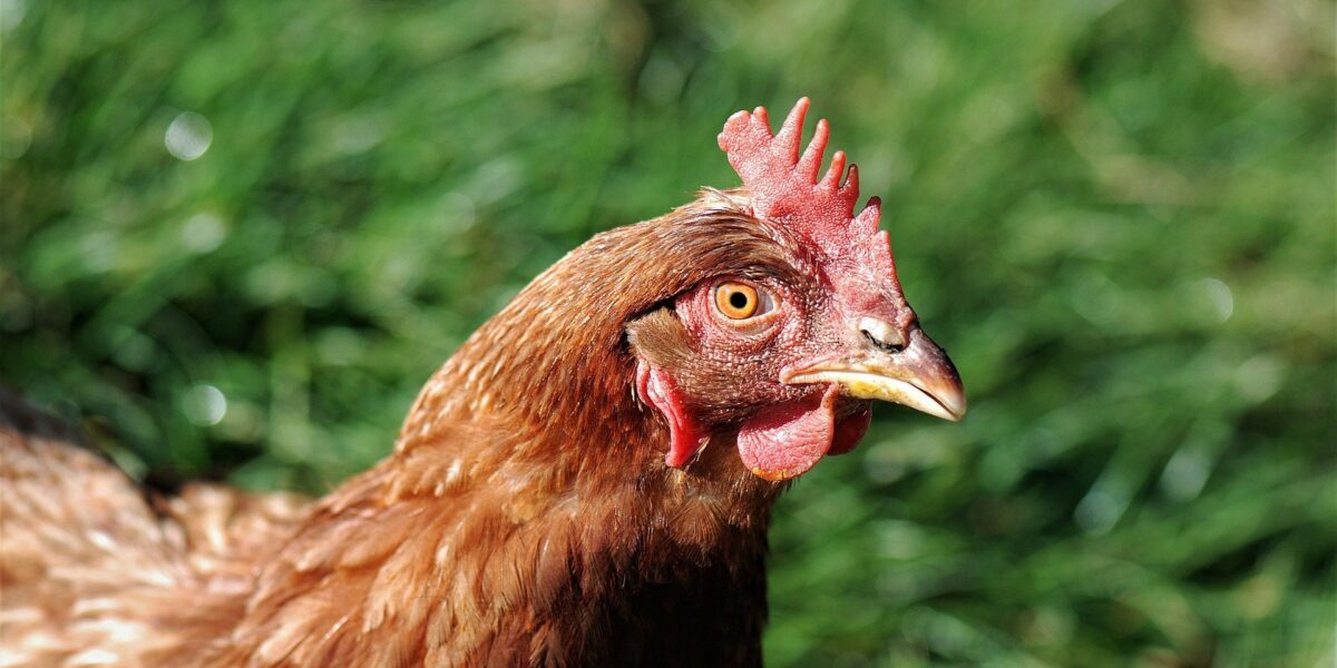 Goiás bate recorde no abate de frangos e cresce no ranking de abate de bovinos