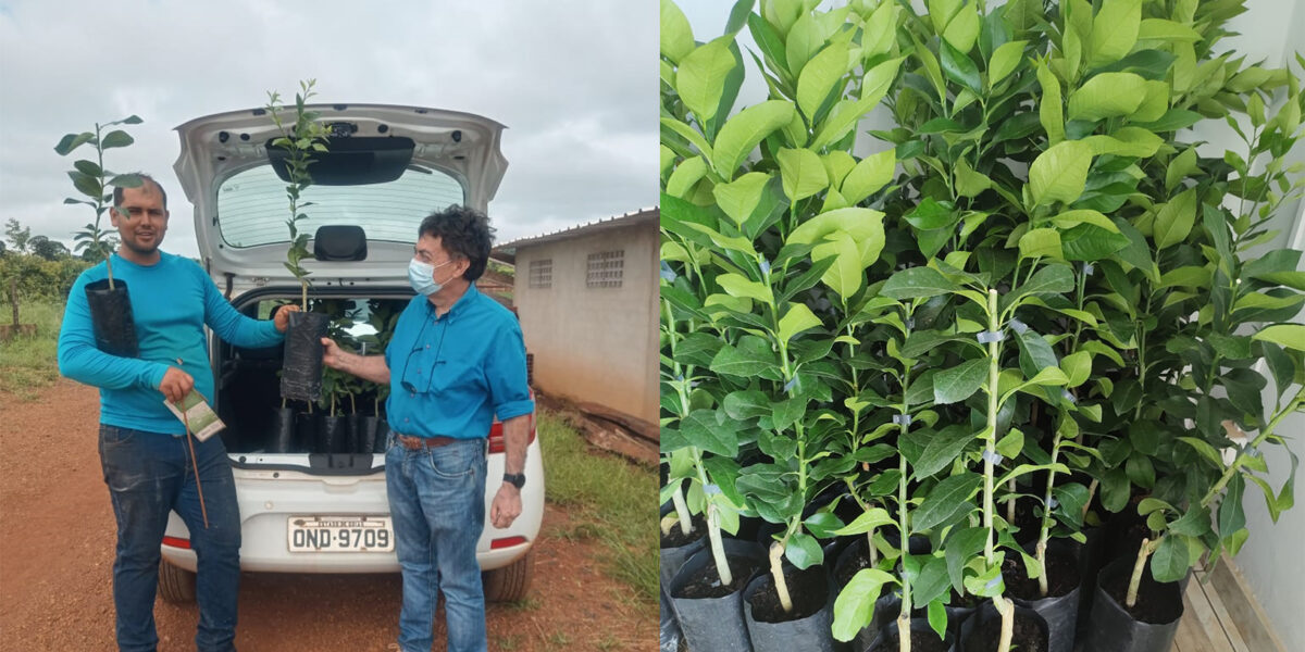 Emater testa mudas clones de limão siciliano em propriedades rurais de Anápolis