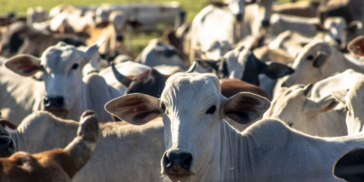 Prazo de vacinação contra febre aftosa e raiva herbívora é prorrogado até 11 de dezembro