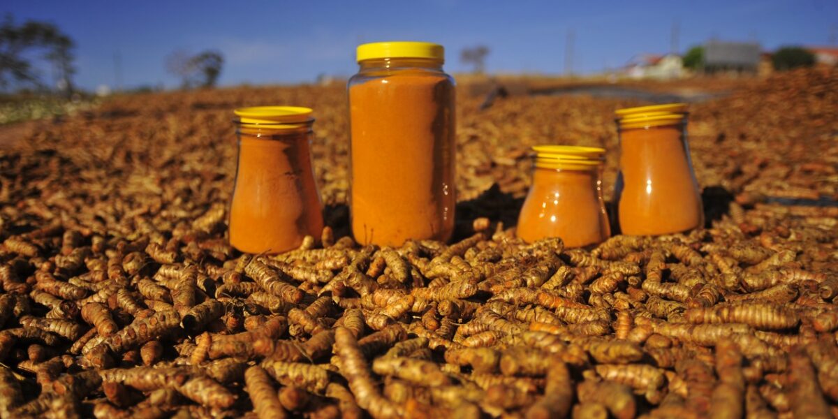 Conquista do selo de Indicação Geográfica para açafrão de Mara Rosa completa seis anos de avanços e desafios