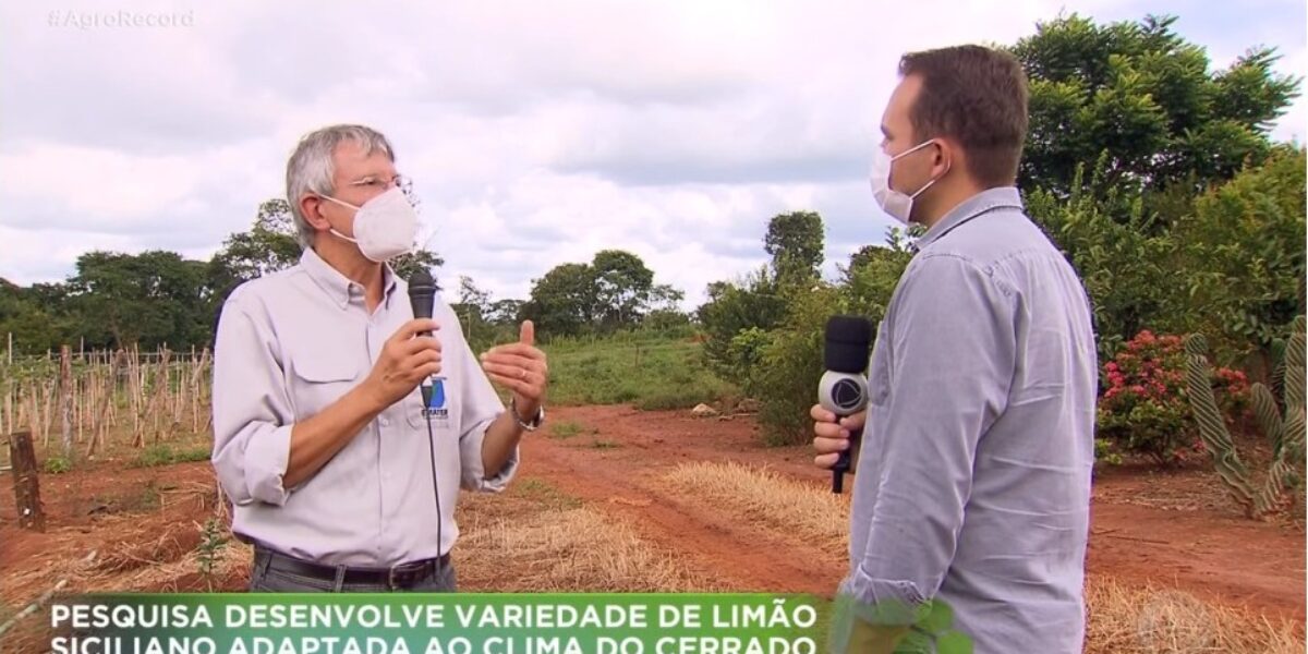 Agro Record destaca pesquisa da Emater com mudas de limão siciliano