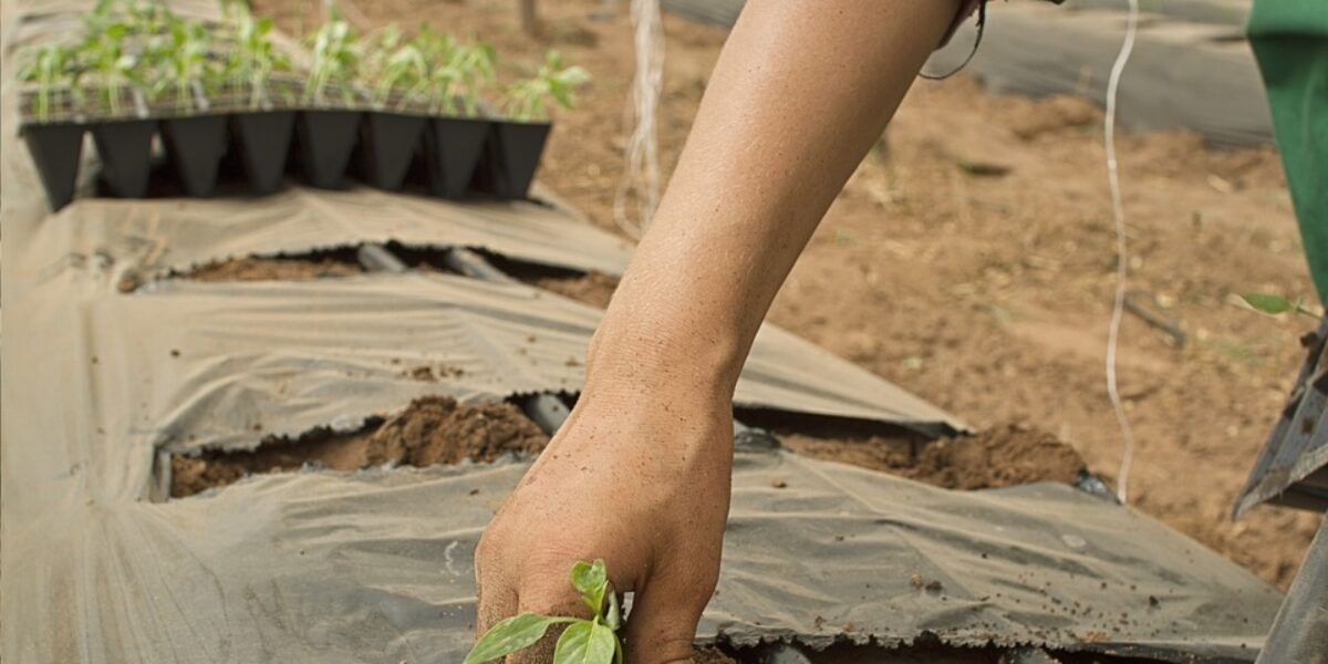 Crédito Rural: Emater contribuiu para injeção de R$ 189 milhões na economia goiana em 2021