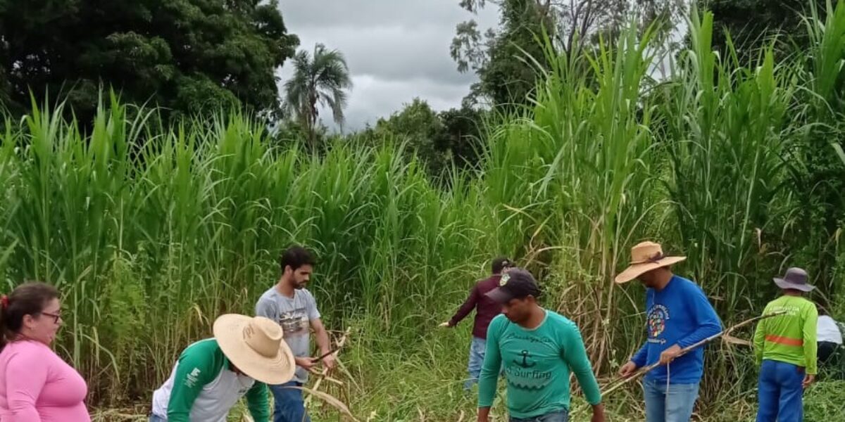 Em parceria com Semape, Emater realiza Dia de Campo na próxima sexta-feira (18) em Morrinhos