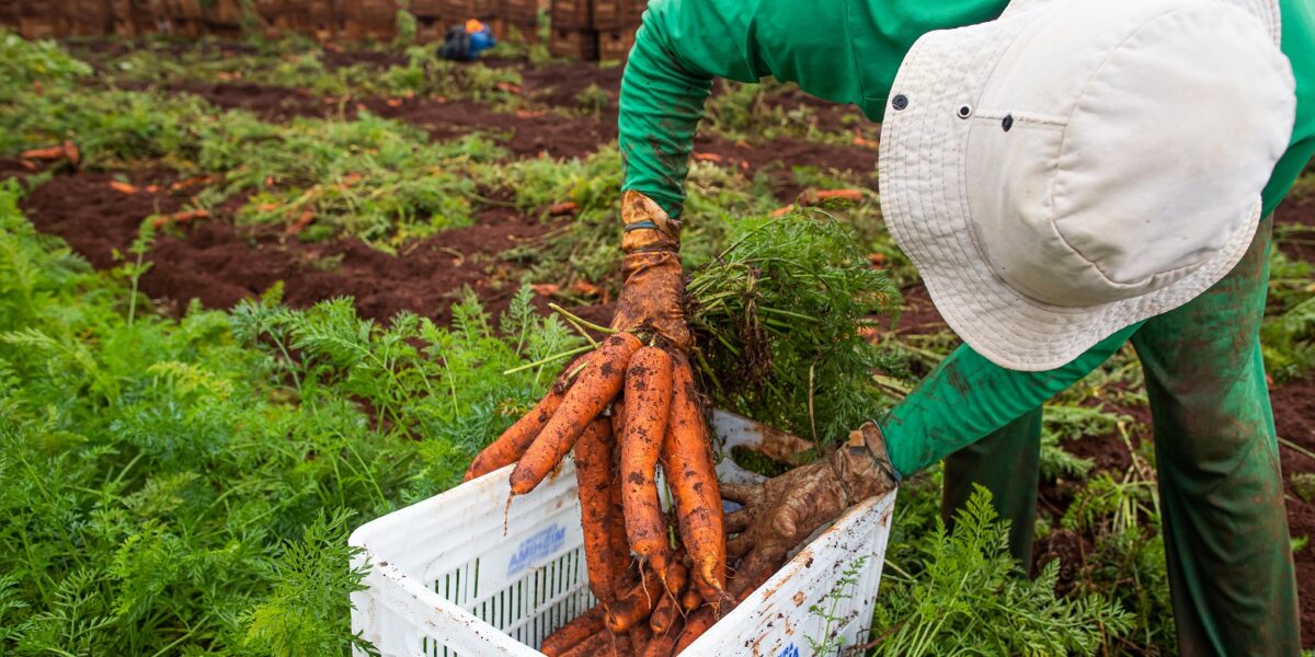 Em fevereiro, setor agropecuário criou 3.049 empregos em Goiás