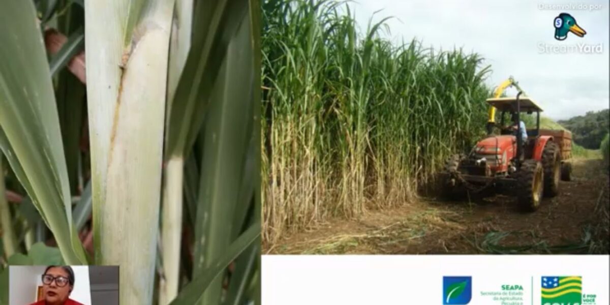 Profissional da Emater apresenta as principais características do BRS Capiaçu em live transmitida pela instituição