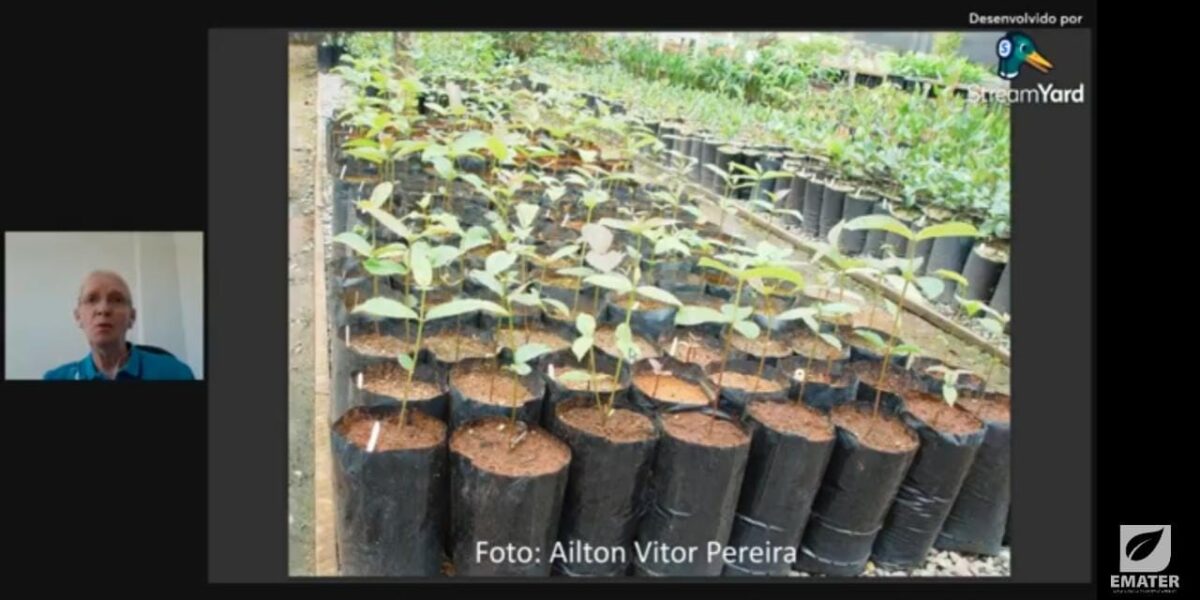 Muda de qualidade garantirá uma boa cultura de pequi, destaca pesquisador