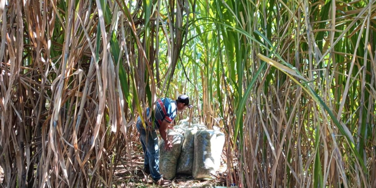 Com alto potencial produtivo, BRS Capiaçu alimenta rebanho na seca