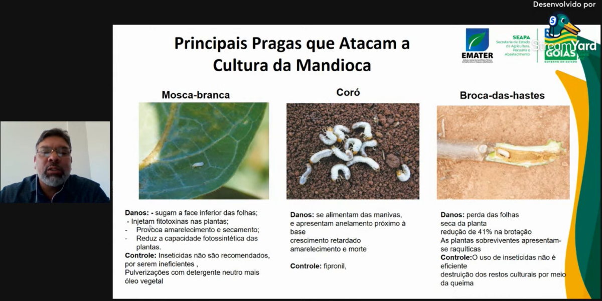 Análise do solo é essencial para uma boa cultura de mandioca, aponta profissional da Emater