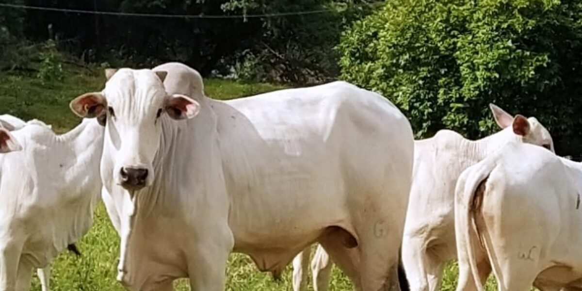 Emater e ABCZ realizam feira Pró-Genética no primeiro Enprogoias