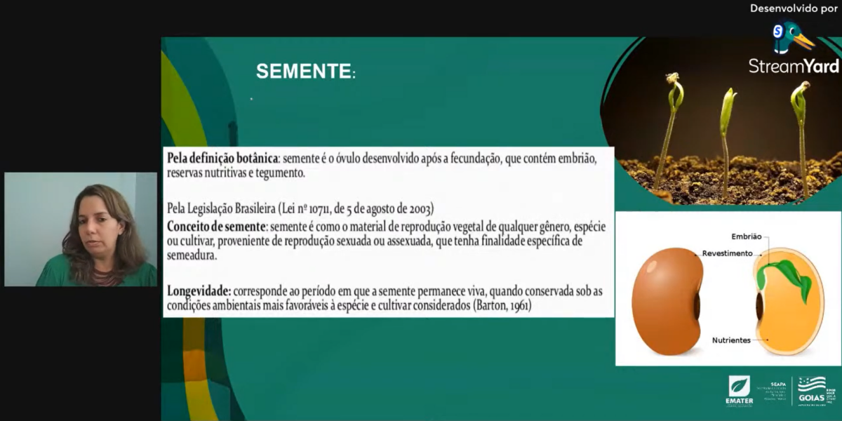 Uso de sementes de qualidade permite menor custo de produção, indica especialista