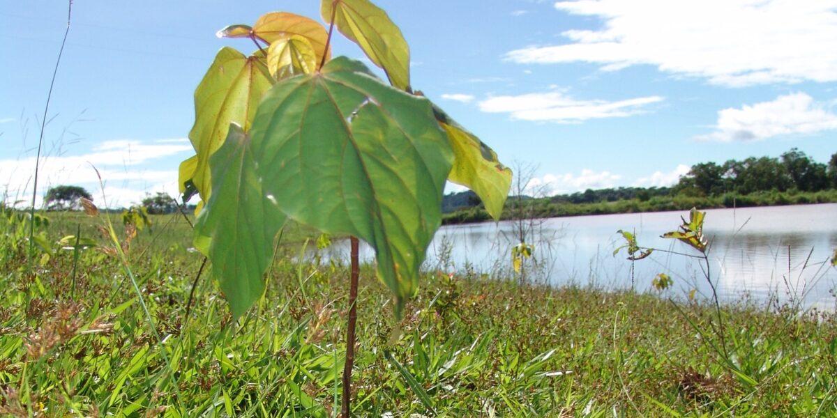 Emater sedia cerimônia de lançamento do Projeto Virada Ambiental 2022