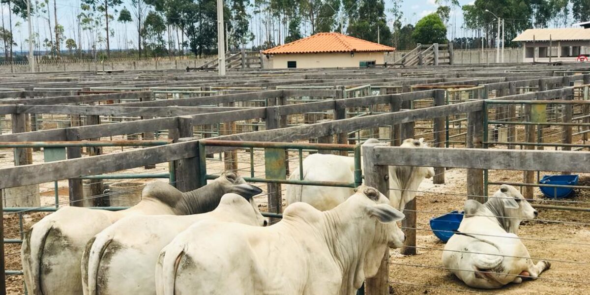 Emater e ABCZ realizam edição da Feira Pró-Genética em Anápolis