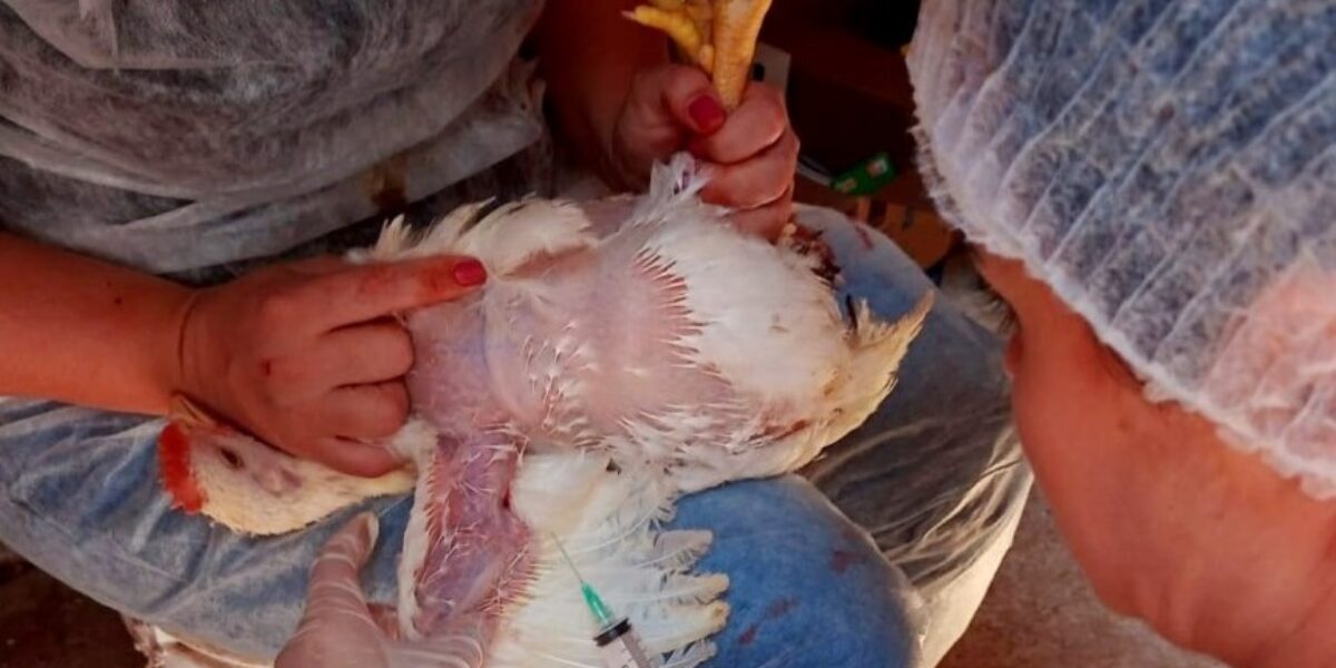 Agrodefesa executa Plano de Vigilância Sanitária para Influenza Aviária e Doença de Newcastle em Goiás