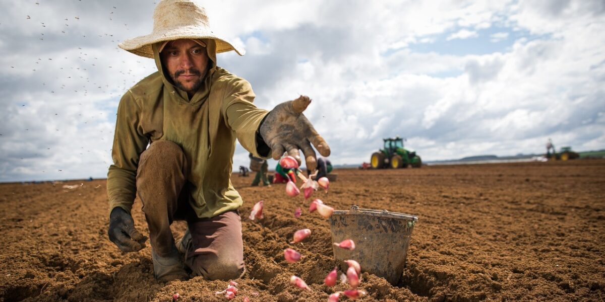 Lavouras temporárias criaram mais de 8 mil postos de trabalho, de janeiro a setembro deste ano, em Goiás