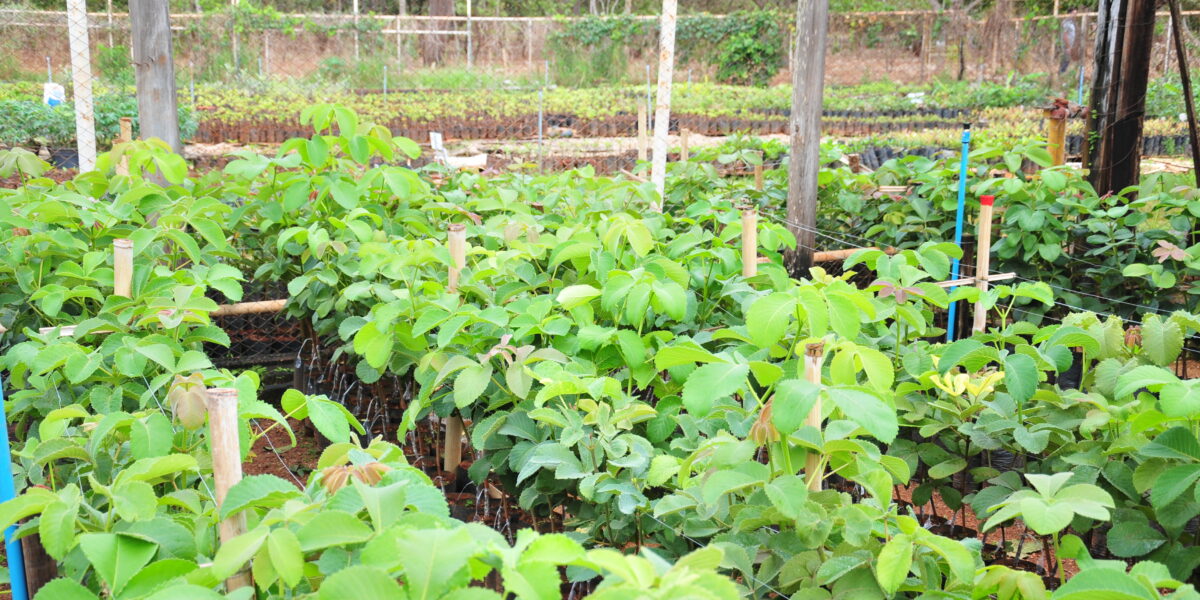 Pequi sem espinhos: interessados em adquirir mudas devem se cadastrar no site da Emater