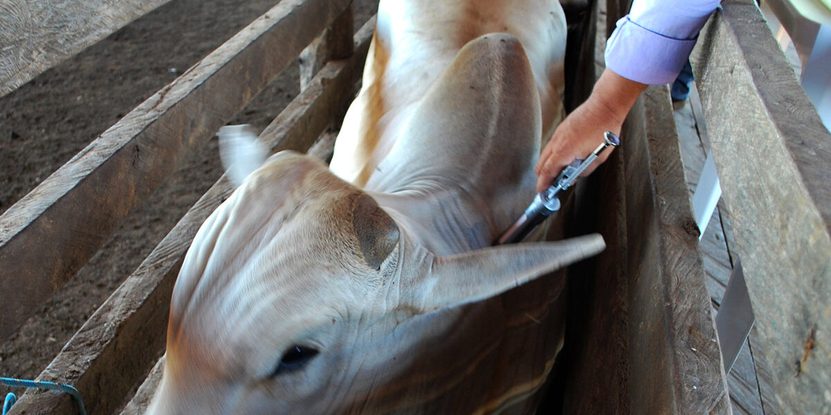 Governo de Goiás alerta pecuaristas para vacinação contra aftosa