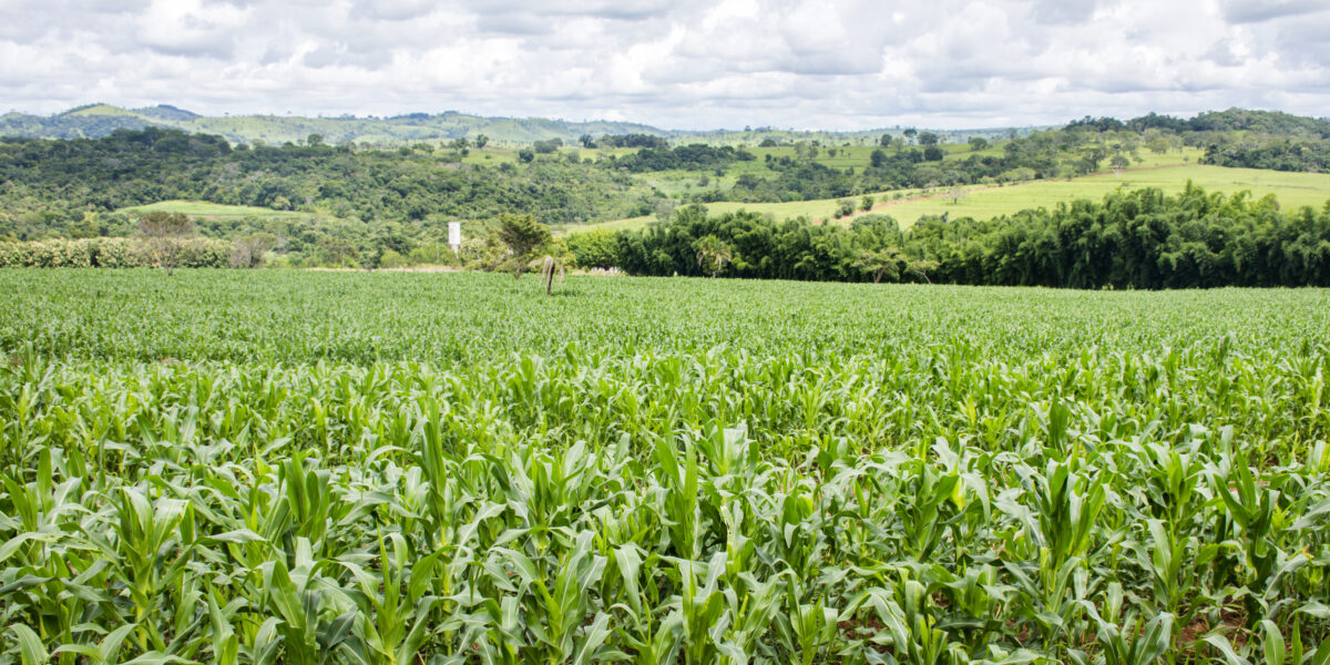 Emater é sede de workshop uso eficiente de fertilizantes