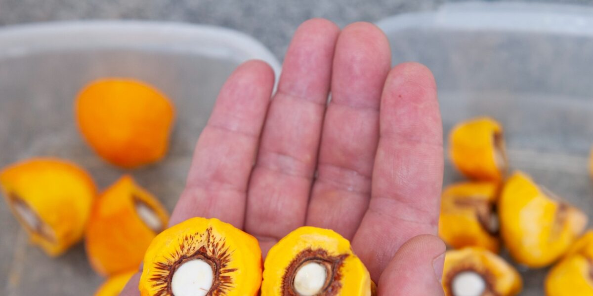 Governo de Goiás lança variedades de pequi sem espinhos