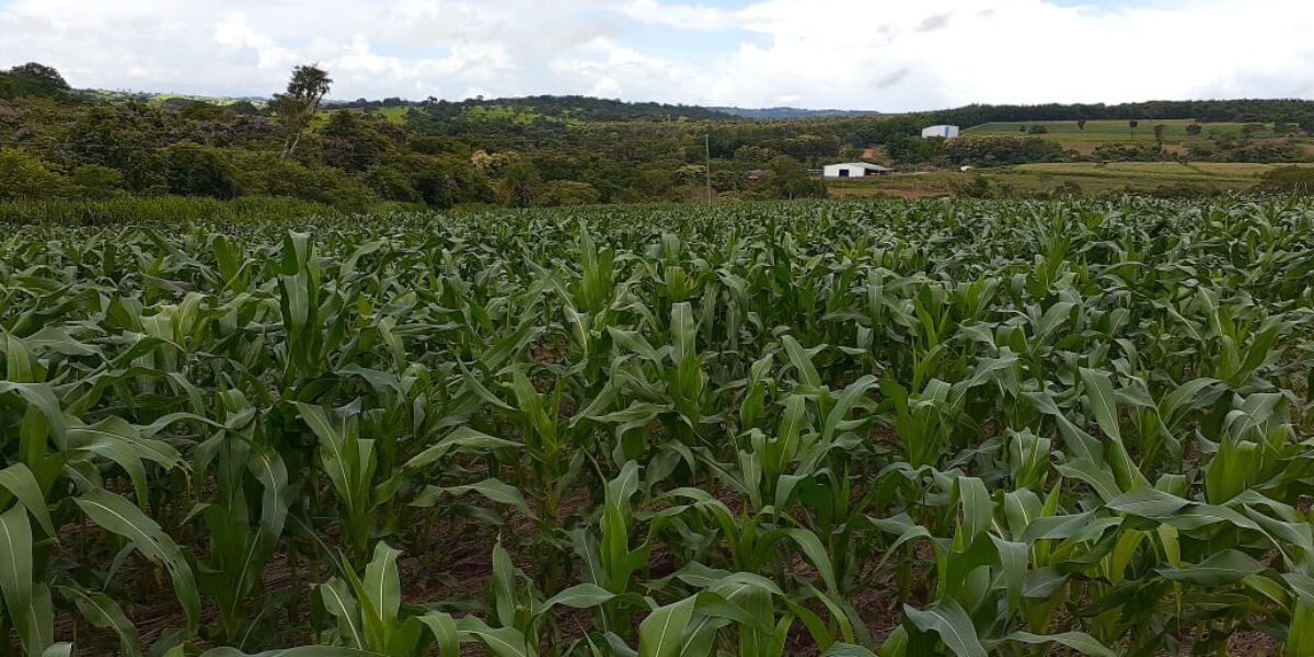 Emater disponibiliza sementes de milho a preços acessíveis para agricultores familiares de Goiás