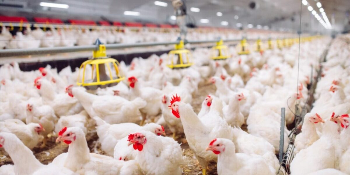 Goiás reforça medidas de prevenção à influenza aviária após registro de casos na América Latina