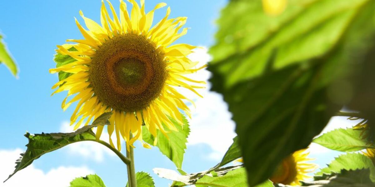 Agricultura e Indústria crescem em Goiás durante pandemia