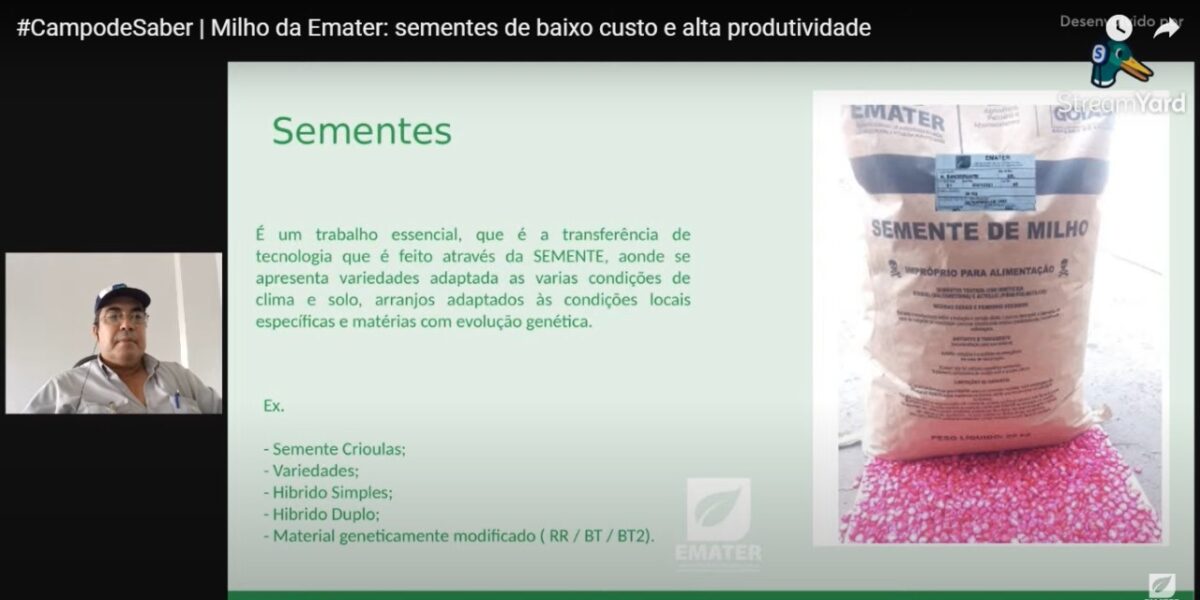 Campo de Saber: sementes de milho selecionadas da Emater diminuem custo da produção
