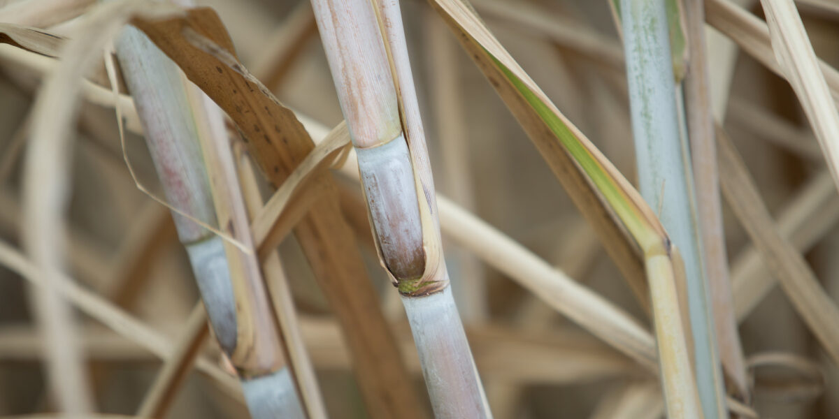 Em Goiás, produção de etanol de cana-de-açúcar deve crescer 6,4% na Safra 2022/2023