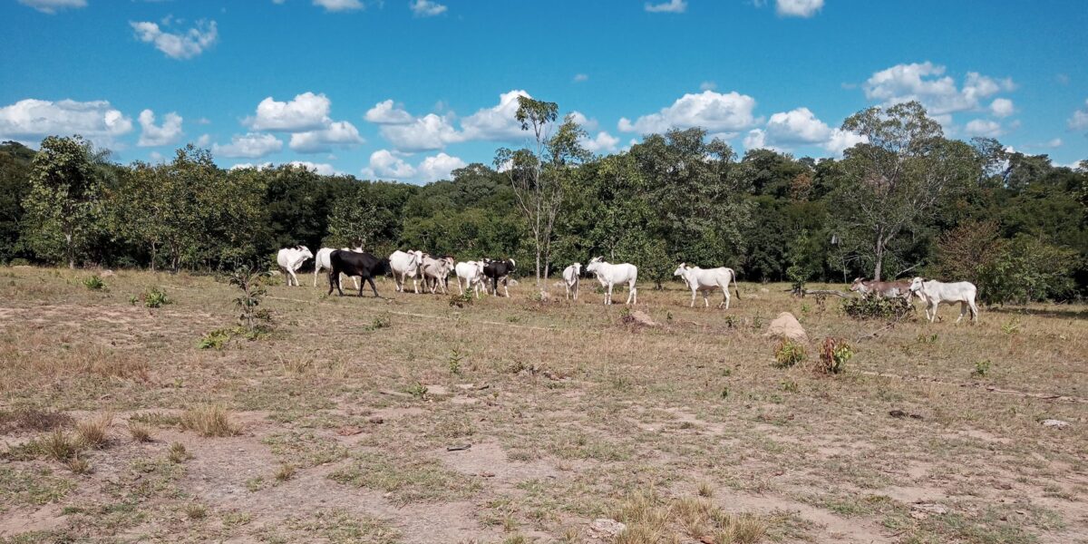 Integra Zebu apresenta primeiros resultados na Unidade Demonstrativa da cidade de Goiás