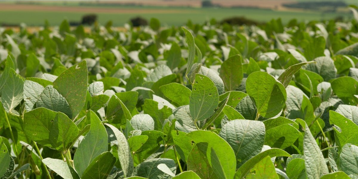 Agrodefesa alerta para o prazo final de semeadura da soja em Goiás