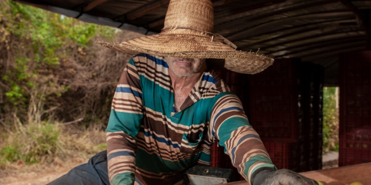 Goiás deve responder por quase um terço da produção brasileira de tomate em 2022