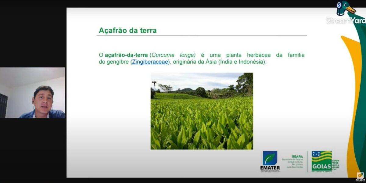 Período pós-colheita é importante para o replantio do açafrão-da-terra
