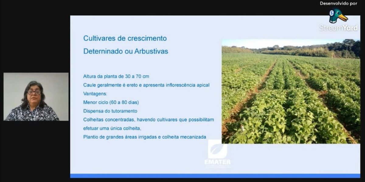 Em Anápolis, Emater estuda diferentes cultivos do feijão-vagem