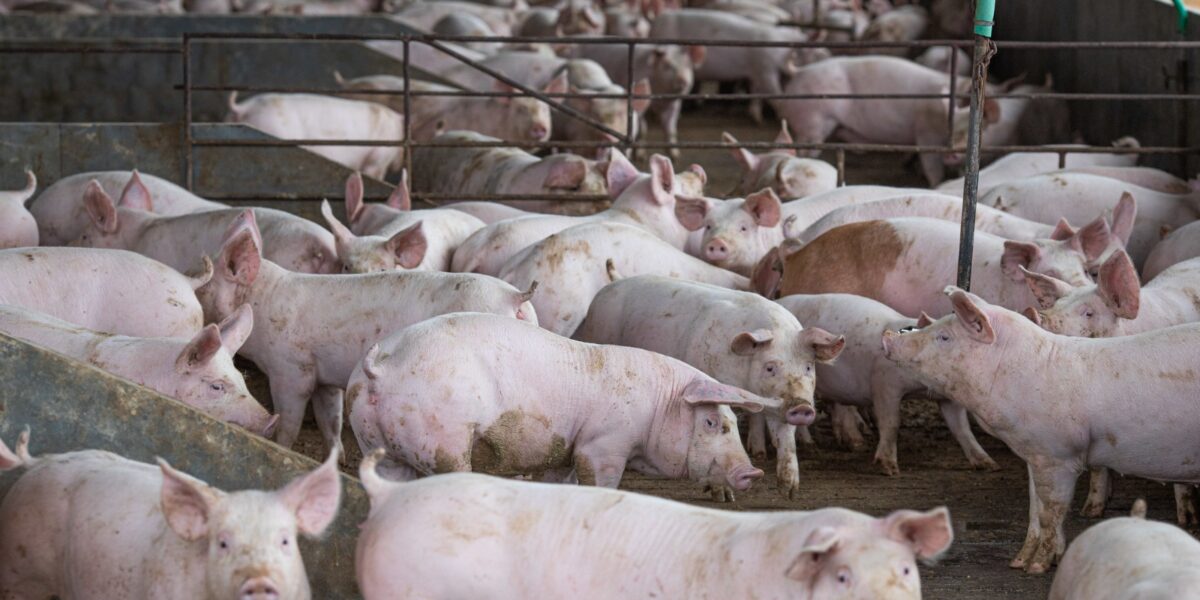 Goiás bate recorde no abate de suínos e frangos em 2022