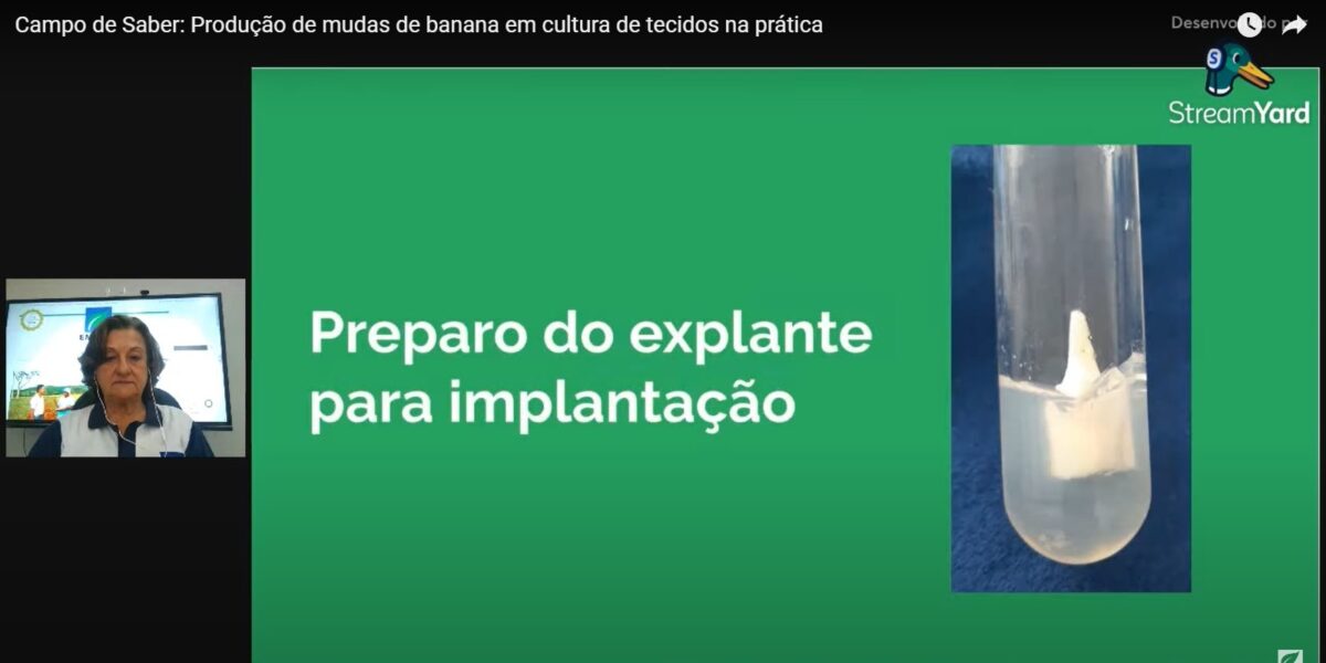 Cultura de tecidos: saiba como é o processo da multiplicação in vitro de mudas de banana no laboratório da Emater