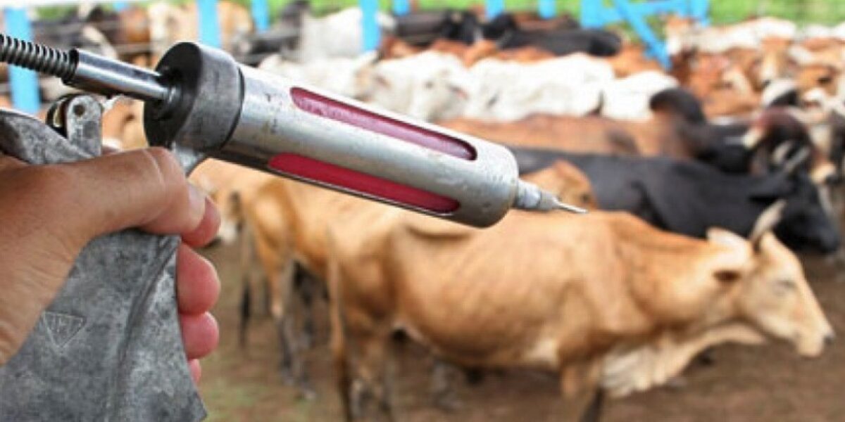 Governo de Goiás divulga normas da campanha de vacinação contra a raiva dos herbívoros