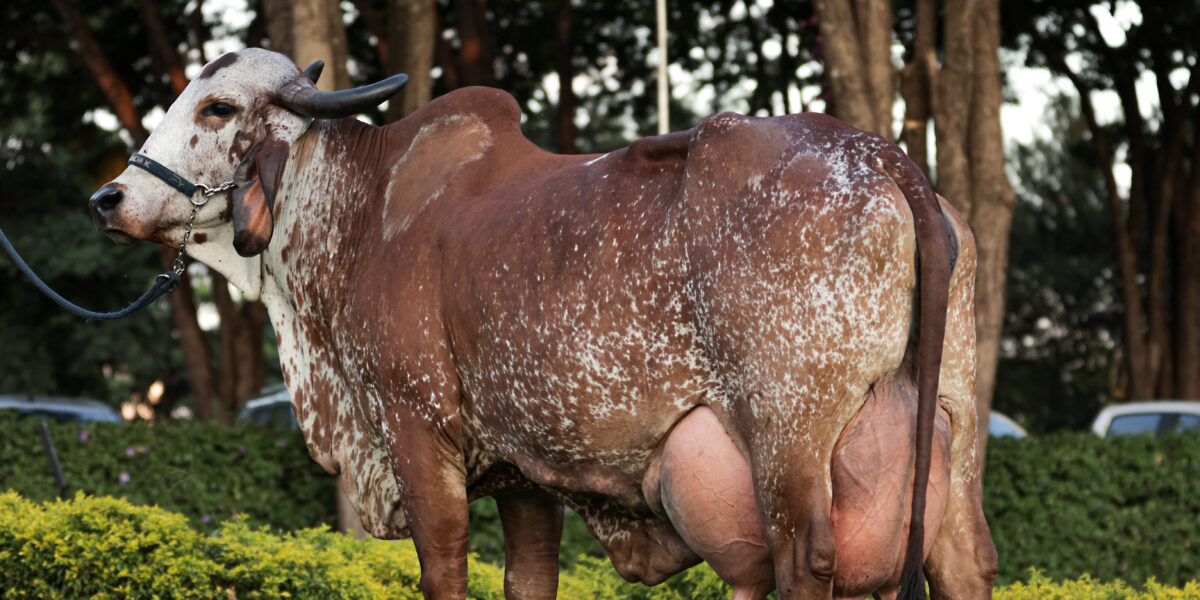 Governo de Goiás terá estande próprio e ações para divulgar o agronegócio goiano na ExpoZebu 2023