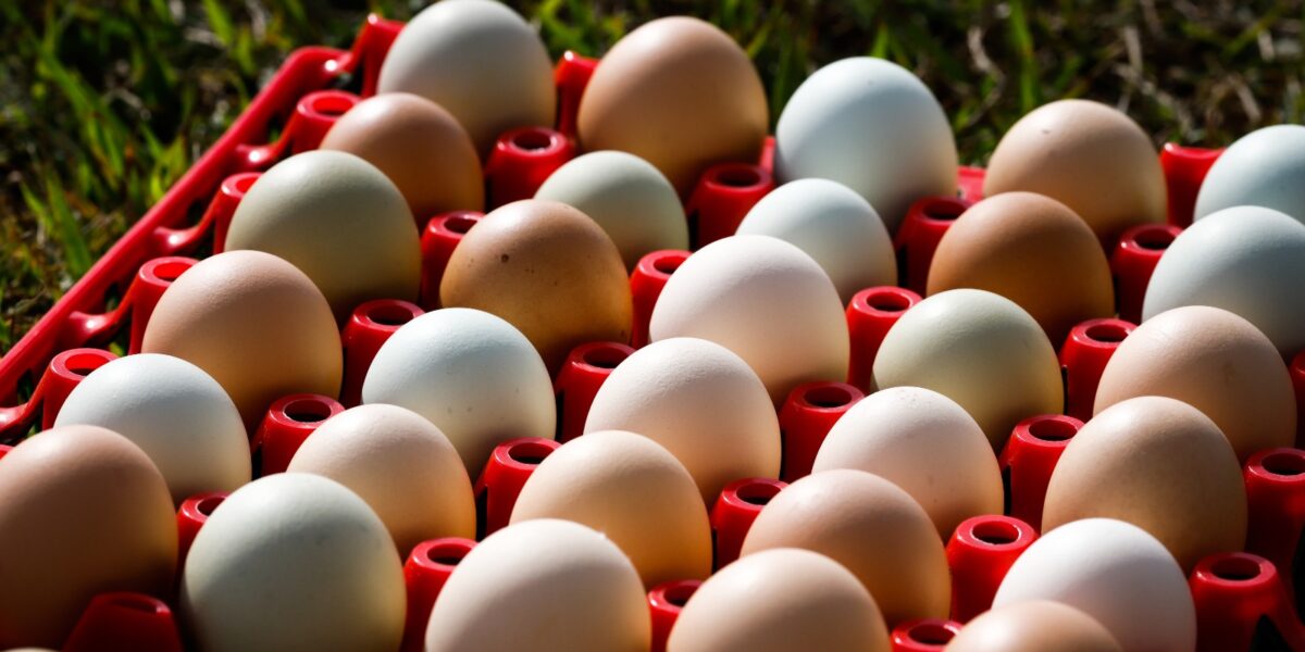 Em Goiás, VBP da produção de ovos deve alcançar R$ 1,2 bilhão em 2023