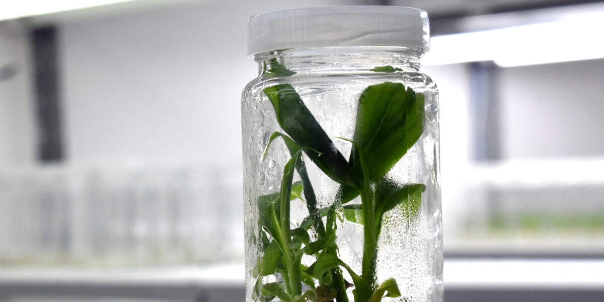 Emater desenvolve mudas de banana marmelo com alta produtividade