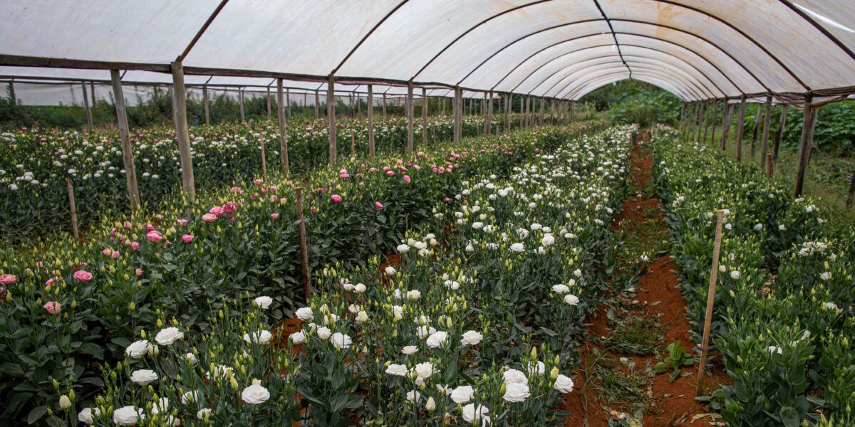 Emater realiza Dia de Campo no próximo sábado (06), em Cristianópolis